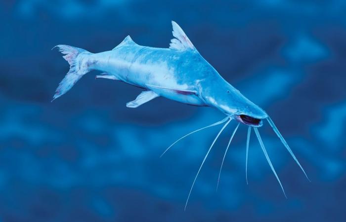 أطول هجرة في المياه العذبة.. كيف تسعى دول الأمازون لإنقاذ هذه السمكة؟