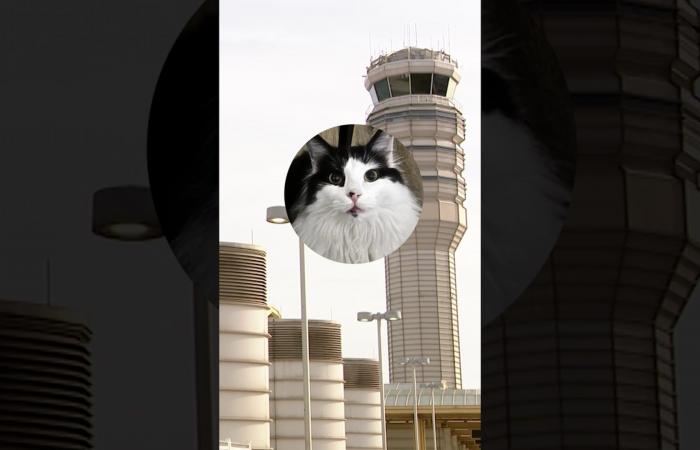 "مواء" طيارين على تردّد الطوارئ يخرق قواعد السلامة الجوية.. ما السبب؟