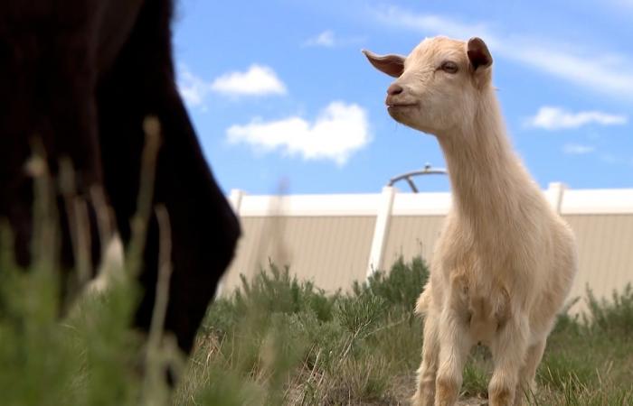 صديقة للبيئة.. شاهد كيف تساعد حيوانات الماعز هذه في إبقاء مدينة بأمريكا جميلة