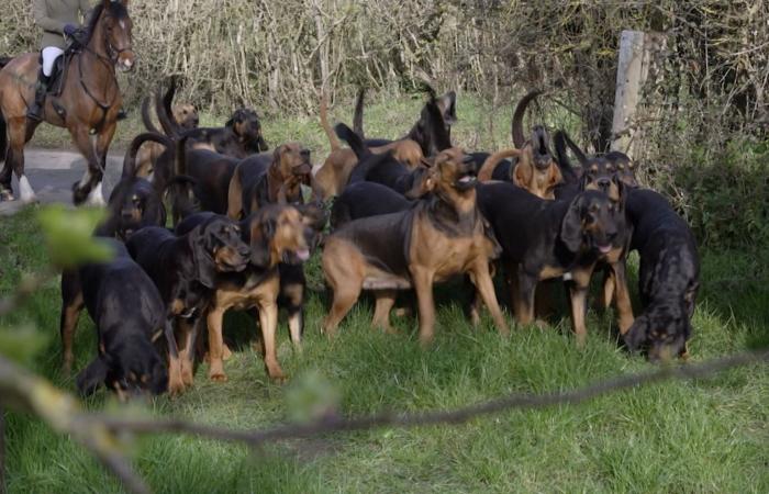 في مطاردة كلاب الصيد هذه.. البشر هم "الفريسة"