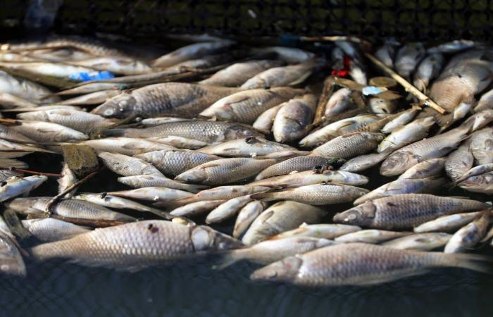 الداخلية
      السورية:
      إحباط
      مخطط
      لخلية
      كانت
      تعتزم
      إطلاق
      صواريخ
      خارج
      الحدود