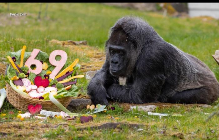 69 عامًا.. قابلوا أكبر غوريلا معمّرة في العالم