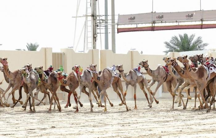 مهرجان سمو الأمير للهجن| إثارة كبيرة بمنافسات أشواط الحقايق العامة