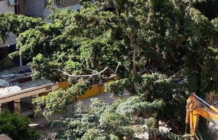 ليلى
      علوي:
      تمنيت
      أن
      أكون
      مهندسة
      ميكانيكا
      سيارات