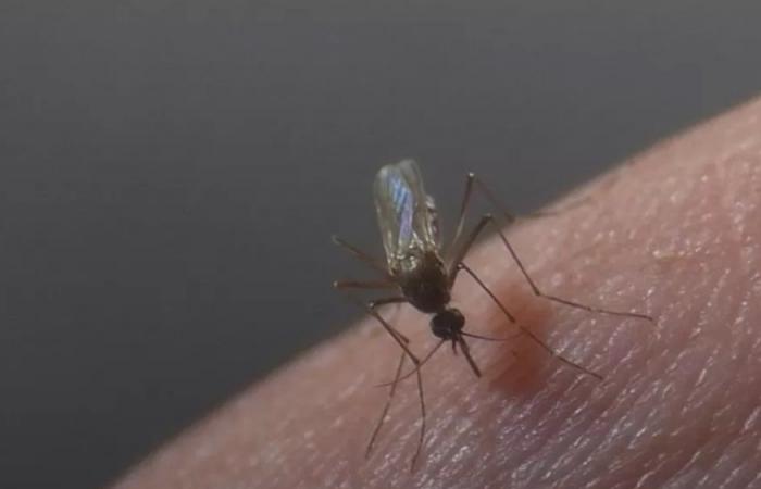 ما هي أهم أعراض حمى الضنك الناتجة عن لدغات البعوض والعلاج والوقاية؟ 