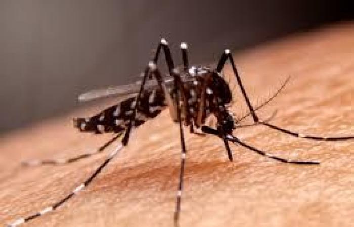 هل هناك علاقة للتغير المناخي بانتشار البعوض في دول الخليج؟