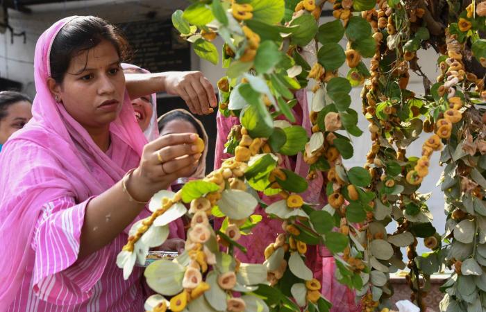 من وصفات الجدّات إلى الصالونات الفاخرة.. السدر الهندي في عالم العناية بالجمال