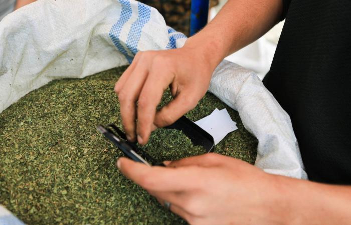 في
      مواجهة
      شحّ
      التبغ
      في
      القطاع...
      الغزيون
      يدخنون
      الملوخية