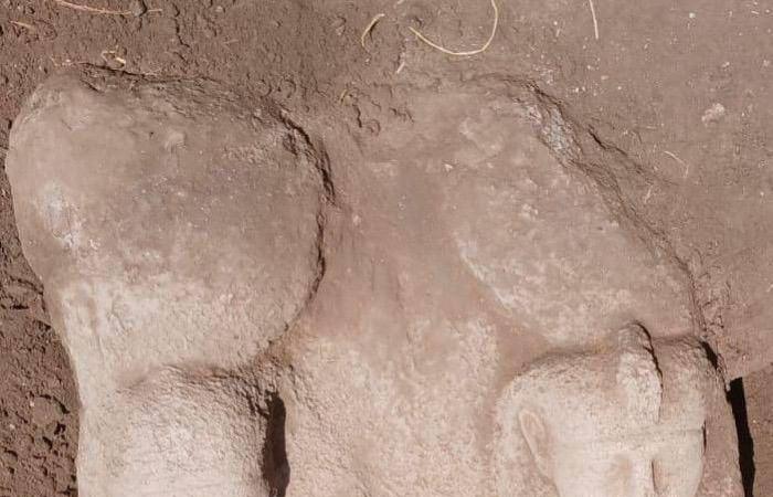 اكتشاف
      تمثال
      ضخم
      في
      منطقة
      أثرية
      بدلتا
      مصر