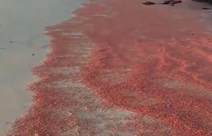 سلطنة عمان.. شاطئ يتحول للون الأحمر بسبب نفوق الروبيان وتوضيح رسمي (فيديو)