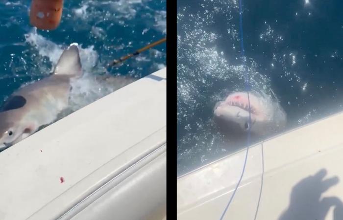 عائلة تصطاد قرشًا أبيض كبيرًا في فلوريدا.. ماذا فعلوا به؟