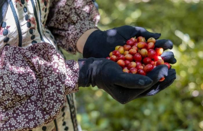 مشروع
      أممي
      يدعم
      آلافاً
      من
      مزارعي
      البن
      في
      تعز