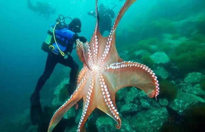 أخطبوط
      عملاق
      بطول
      19
      متراً
      حكم
      محيطات
      ما
      قبل
      التاريخ