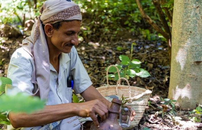 مشروع
      أممي
      يدعم
      آلافاً
      من
      مزارعي
      البن
      في
      تعز