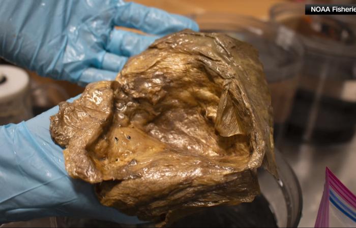 بعد ثلاث سنوات من الغموض.. حلّ العلماء أخيراً لغز "الكرة الذهبية"