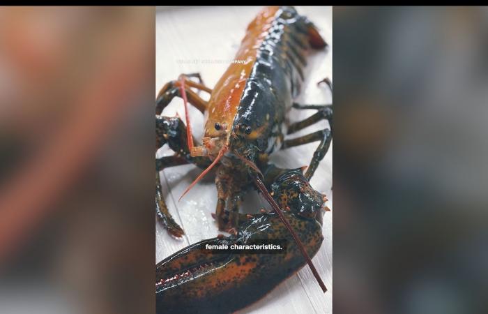 واحد من كل 50 مليون.. هل رأيت هذا الكركند ثنائيّ اللون من قبل؟