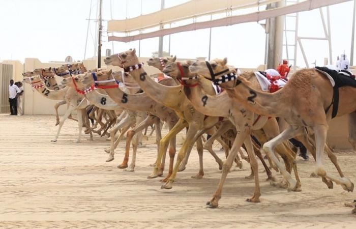 انطلاقة قوية للحيل والزمول في اليوم العاشر لمهرجان سيف سمو الأمير المفدى للهجن