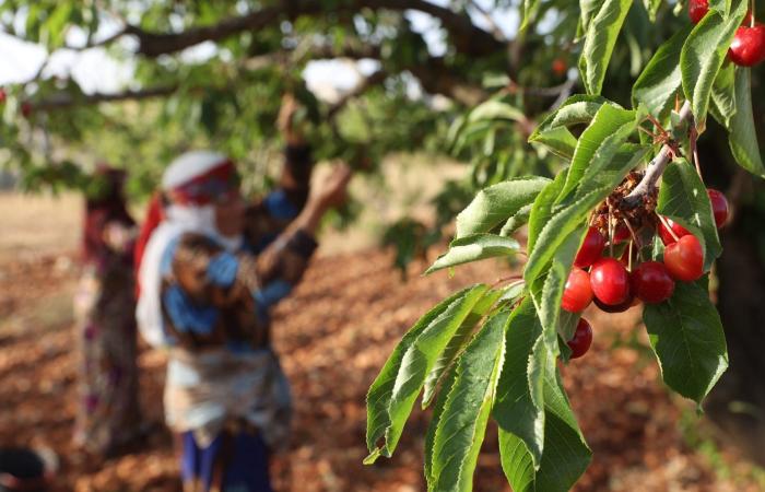 أبرز فوائد الكرز البري..كنز طبيعي مضاد للأكسدة