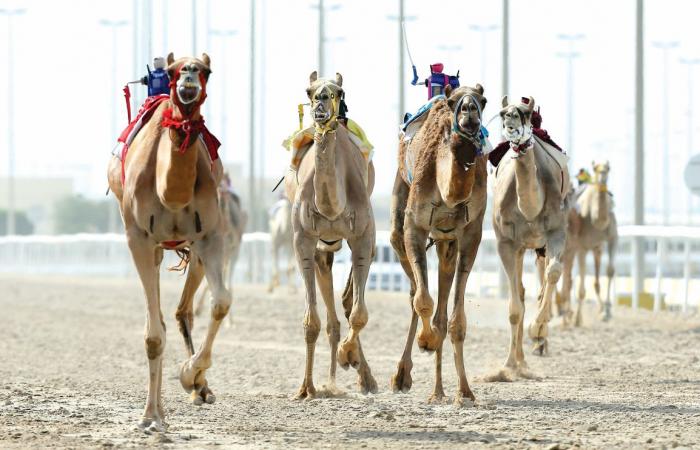 إثارة كبيرة بأشواط الحيل والزمول بالمهرجان الأغلى للهجن
