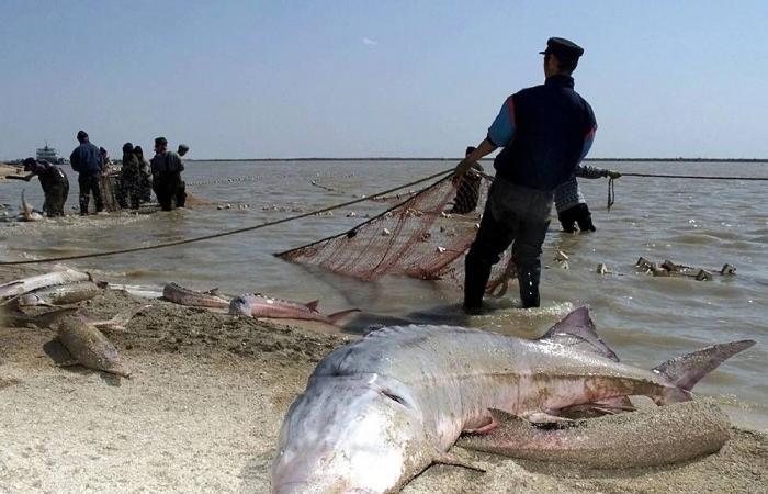 أغلى
      أطعمة
      في
      العالم...
      هل
      توازي
      قيمتُها
      الغذائية
      قيمتَها
      المادية؟