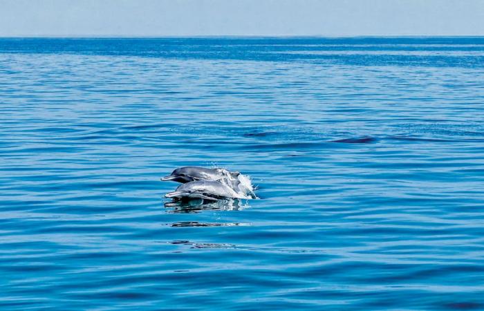 رصد الدلافين الحدباء في فشت لحديد