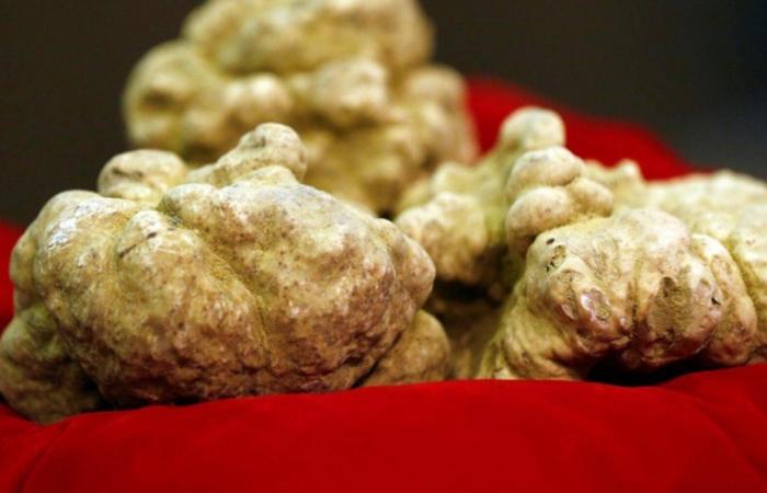 أغلى
      أطعمة
      في
      العالم...
      هل
      توازي
      قيمتُها
      الغذائية
      قيمتَها
      المادية؟