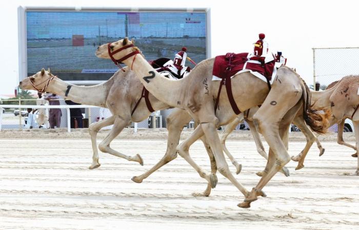 مهرجان سمو الأمير للهجن.. "دولة" تهدي هجن الرئاسة السيف الغالي