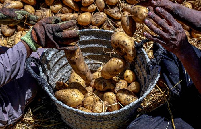 كيف
      أثّر
      الاعتماد
      على
      البطاطس
      في
      جينات
      بعض
      البشر
      عبر
      الأجيال؟