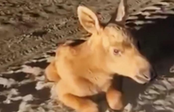 شاهد.. إنقاذ صغير "أيل" فقد أمه في حريق غابات بأوكرانيا
