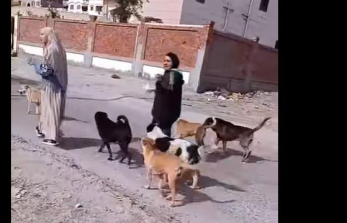 جدل
      القضاء
      على
      الكلاب
      الشاردة
      يصل
      إلى
      أحياء
      «راقية»
      بمصر