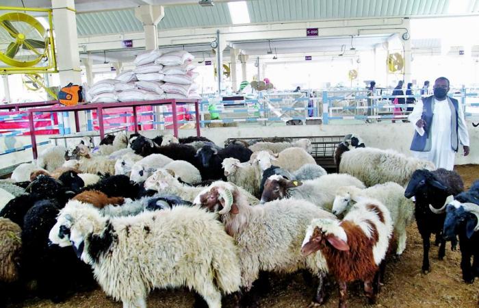 أصحاب عزب لـ "الشرق": نطالب بفتح مبادرة دعم الحلال لجميع المربين
