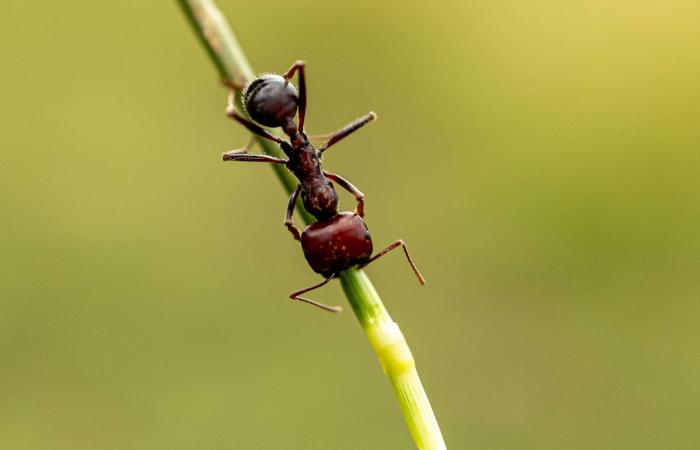 تجارة
      النمل
      الأفريقي
      تغزو
      العالم...
      والملكة
      تُباع
      بأكثر
      من
      ألف
      دولار