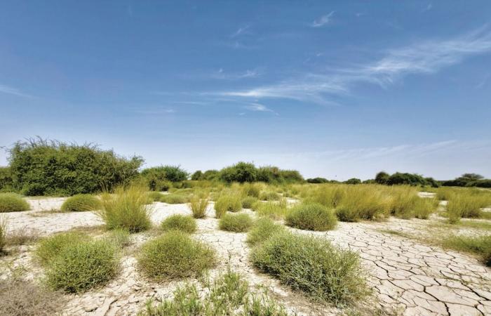 تحسن ملحوظ للغطاء النباتي في البر القطري