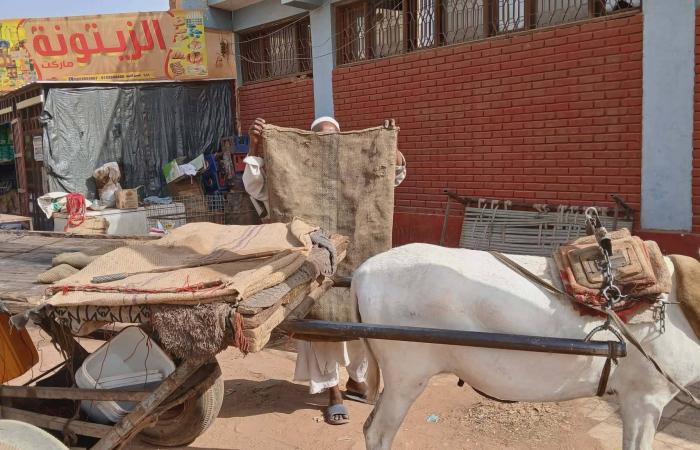 العيد
      في
      السودان..
      الأضحية
      ترف
      في
      زمن
      الحرب