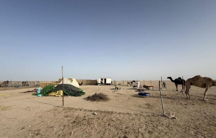 حملة تفتيشية ترصد مخالفات تسريح الإبل وعزب غير قانونية شمال "الريس"