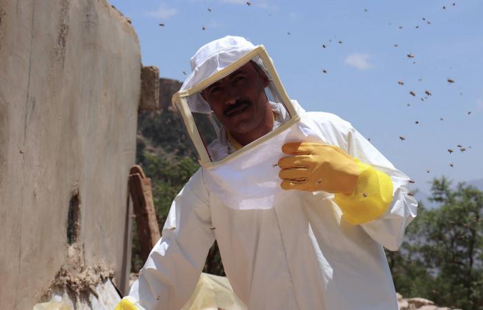 العسل
      اليمني
      يقاوم
      الحرب
      وتقلُّبات
      المناخ