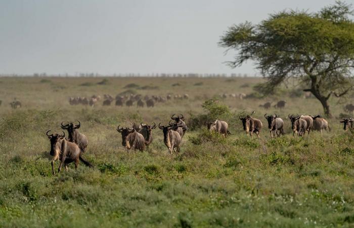 نعامتان تسرقان الأضواء بصورة كوميدية في قلب الحياة البرية