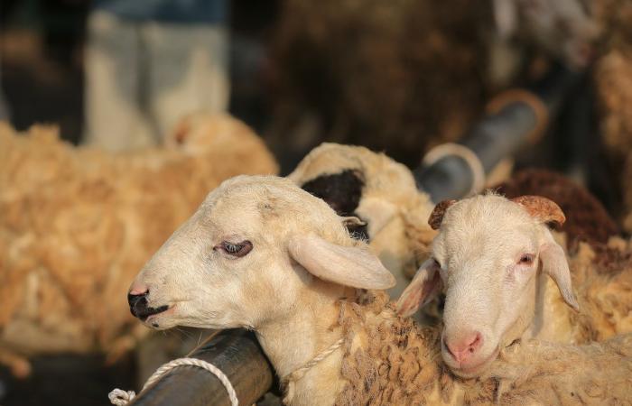 وزارة الأوقاف: 4 أنواع لا تجوز في الأضاحي.. وهذا هو السن المعتبرة شرعاً