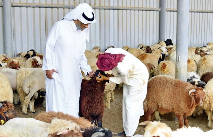 البلدية: تكثيف الفحوصات البيطرية لضمان سلامة الأضاحي