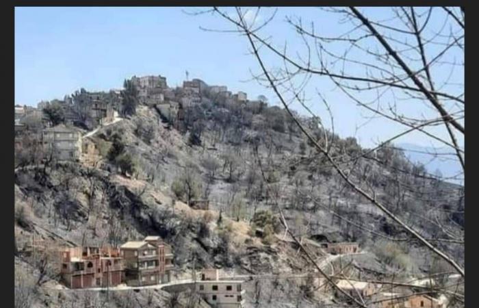 الجزائر
      تغلق
      غاباتها
      هذا
      الصيف