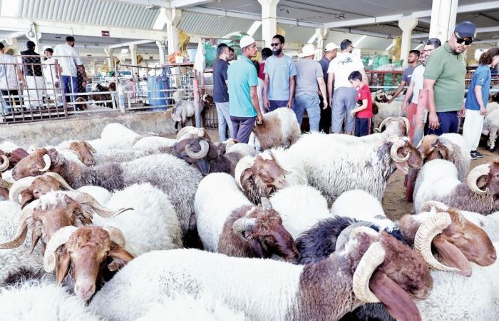4000 ذبيحة استقبلتها المقاصب أول أيام العيد