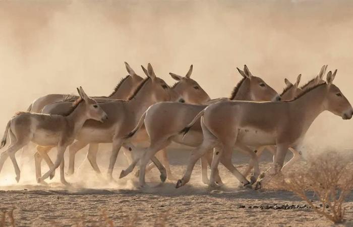 السعودية تسجل ولادة حيوان نادر لأول مرة منذ أكثر من 100 عام