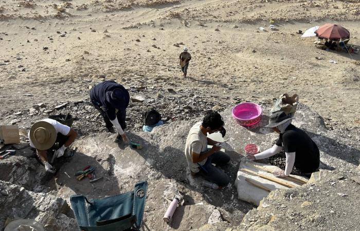 اكتشافات
      أثرية
      في
      «ميقات
      الجحفة»
      توثق
      تاريخ
      الحج
      بالسعودية