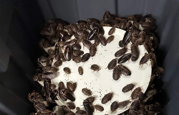 بحجم كف يد.. اكتشاف مزرعة سرية تضم 100 ألف صرصار في أستراليا