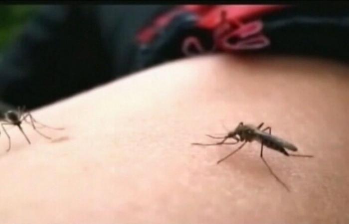 غوغل تسعى لمحاربة البعوض الناقل للأمراض بـ"بعوض نافع".. كيف؟