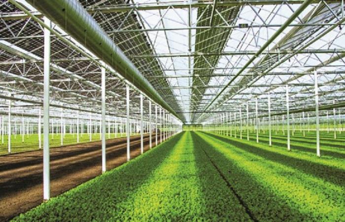 استعراض الاستثمارات القطرية بالأمن الغذائي الزراعي