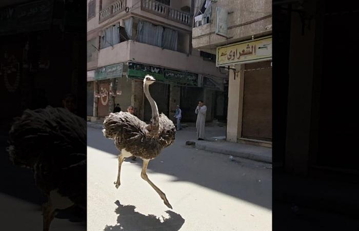 فيديو طريف لنعامة تركض هربًا من صاحبها بأحد شوارع مصر يحصد تفاعلاً واسعًا
