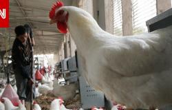 متابعة: أزمة بالمنتجات الغذائية في مصر.. أسعار قياسية للدواجن ونقص في الزيت وحملات للمقاطعة