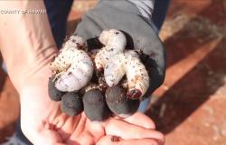 أصابها الرعب.. امرأة تكتشف مخلوقًا غريبًا داخل أكياس تربة في هاواي