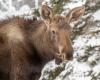 2
      moose
      removed
      from
      Calgary
      suburb
      after
      kicking
      dog
      in
      backyard